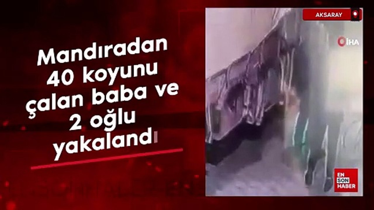 Aksaray'da mandıradan 40 koyunu çalan baba ve 2 oğlu yakalandı ...