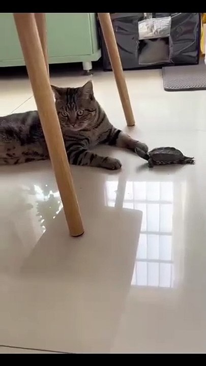 Hund macht lustige Geräusche! 20250210