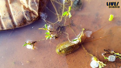 Dinosaur Shrimp Emerges After Arizona Monsoon