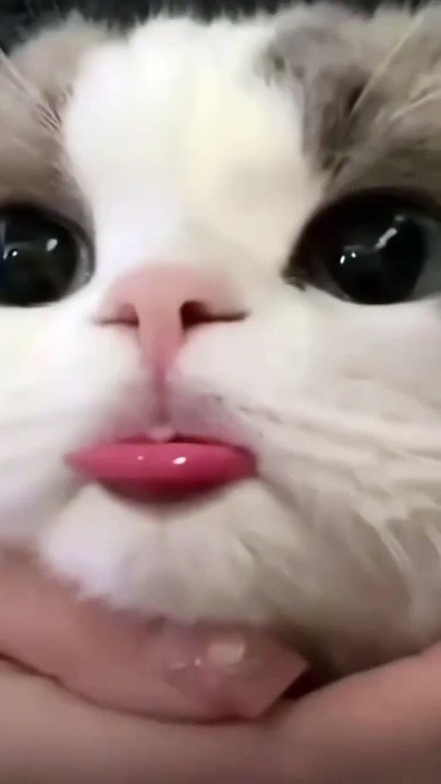 So qeut and amazing funny cat!#fanny