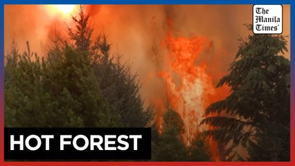 Firefighters battle Patagonia wildfires affecting over 25,000 hectares