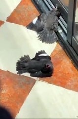 Kargalardan akılalmaz taktik! Hasta taklidi yapıp yemek beklediler