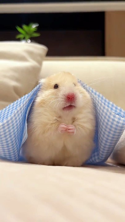 Cutest Hamster