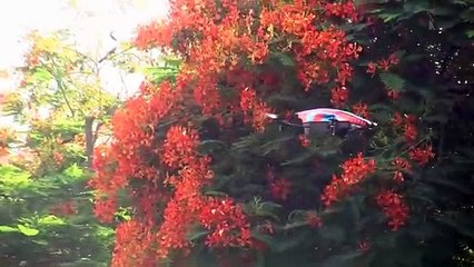 Parrot AR.Drone 2 Quadricopter test flight