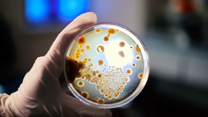 Dr. Zee-Amazing Winter Benefits of Garlic