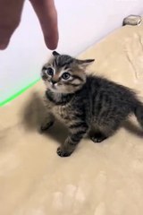 Short funny animals video 😼😼 #kitten #animals#short