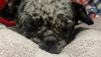 Ils trouvent un chien dans une cage sur un parking : ils découvrent rapidement que l'animal a un problème