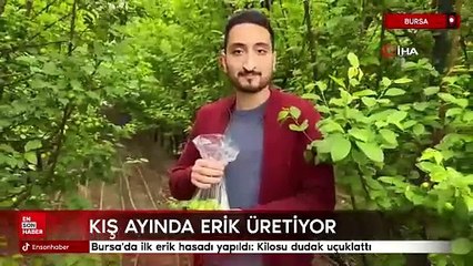 Bursa'da ilk erik hasadı yapıldı: Kilosu dudak uçuklattı