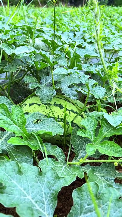 #Pastoral Life 我家种的大西瓜成熟了，快来品尝，又大又甜的西瓜！The big watermelons grown in my home are ripe. Come and taste them, big and sweet watermelons!