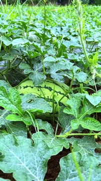 #Pastoral Life 我家种的大西瓜成熟了，快来品尝，又大又甜的西瓜！The big watermelons grown in my home are ripe. Come and taste them, big and sweet watermelons!