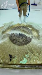 Extremely Dirty - The Round Rug Is Cleaned Quickly In 60 Seconds - Satisfying ASMR #shorts