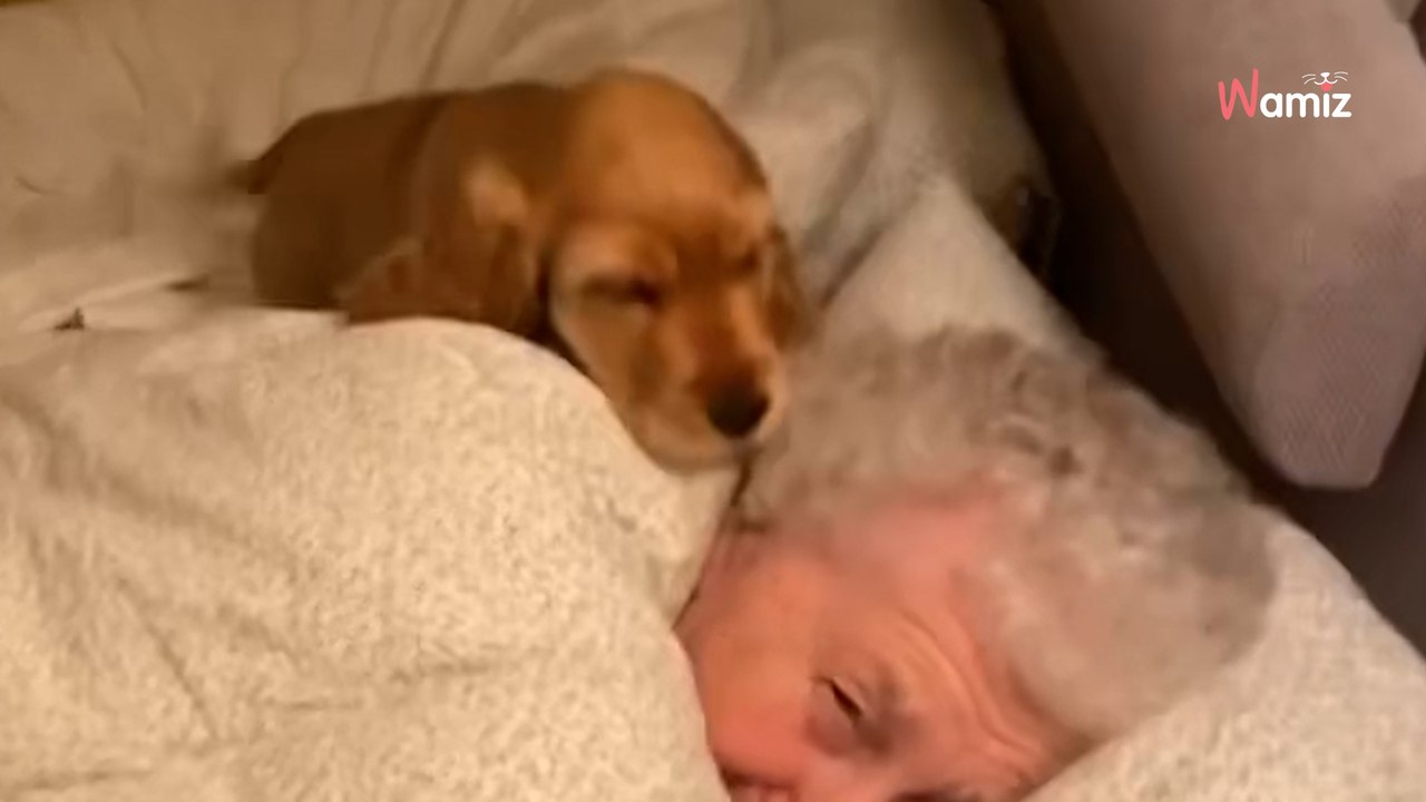 Een puppy en een oma delen een bed: hartverwarm...