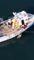 Humpback whale entangled near Skye