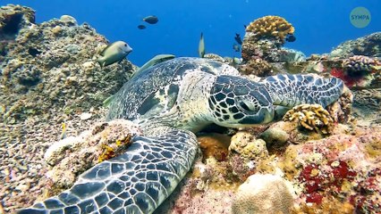 70 faits rares sur les animaux qui vous feront dire 'Vraiment' ?