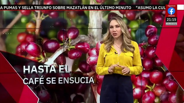 El Cártel de Sinaloa obliga a pobladores de Chiapas a recolectar café