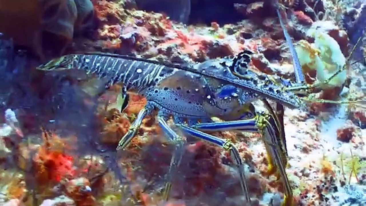 Cute Little Animals: Chicken, Cat, Cow, Dog, Duck, Pig, Goat, Elephant, Horse - Animal Sounds