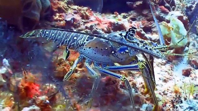 Cute Little Animals: Chicken, Cat, Cow, Dog, Duck, Pig, Goat, Elephant, Horse - Animal Sounds