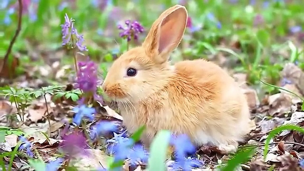 Farm Animals : Cat, Dog, Sheep, Cow, Chicken, Duck, Pig, Goat - Farm Animal Sounds