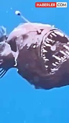 Karadeniz şeytanı olarak bilinen fenerbalığı, ilk kez yakından görüntülendi