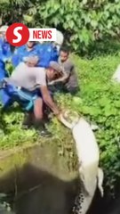 Crocodile captured in residential area in Sandakan