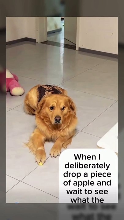 Stealth dog