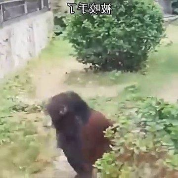 Funny Animal Videos 2025 - Funniest Animals Video #funnyanimals #funnyanimalslife #funnyanimalsclub #f...ets #cuteanimals #funnyanimalvideos #funnyvideo #funny #funnycats #cats #funnyanimals #funny #funnydogs #funnypets #funnyc