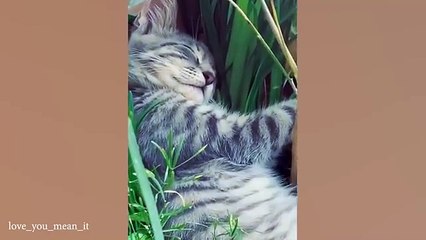 Cate sleeping #funny cate#virlvideo#