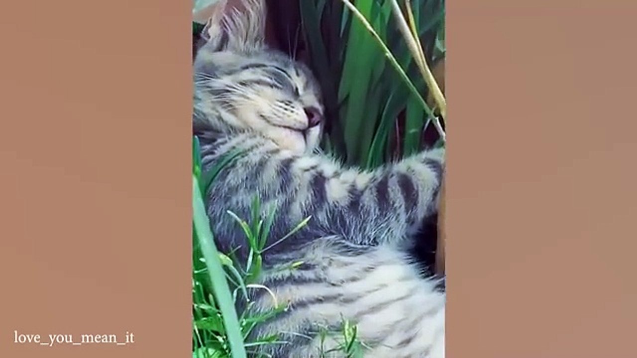 Cate sleeping #funny cate#virlvideo#