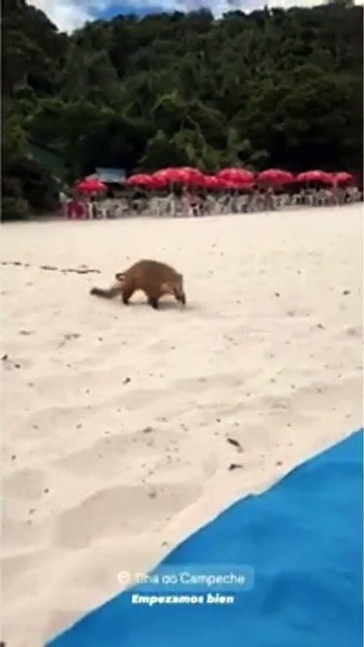 Quati "ladrão" rouba pacote de sanduíches e disputa almoço com turista em Florianópolis