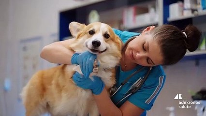 Salute: il veterinario Faranda, ‘per 12 mesi cane e famiglia protetti contro zecche’