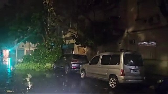 Un árbol caído en Haedo interrumpe el paso del FF.CC. Sarmiento