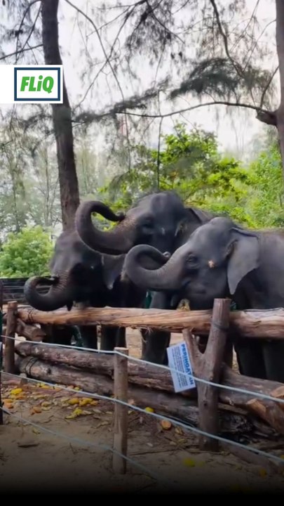 KT Safari Park