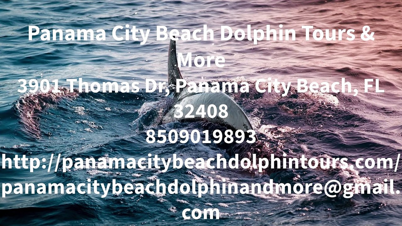 Panama City Beach Dolphin Tours & More