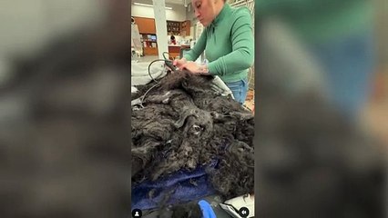 Un perrito abandonado llevaba años cargando con un pelo descomunal: el increíble cambio tras pasar por la peluquería