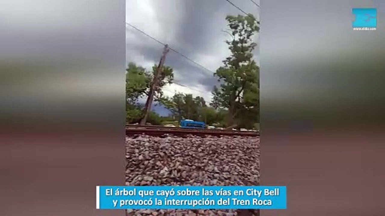 El árbol que cayó sobre las vías en City Bell y provocó la interrupción del Tren Roca