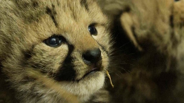 « Un événement exceptionnel » : naissance de trois bébés guépards au zoo de Montpellier