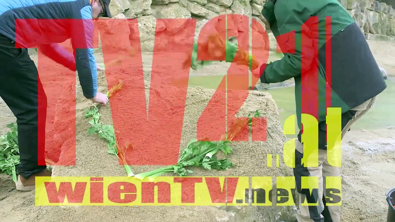 Valentinstag im Tiergarten Schönbrunn