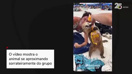 Quati disputa pacote de sanduíches com turista em ilha de Florianópolis