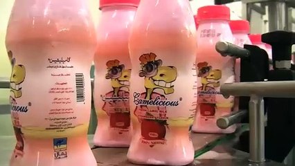 Camel milk farming in UAE