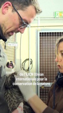 Naissance de trois bébés guépards au zoo de Montpellier
