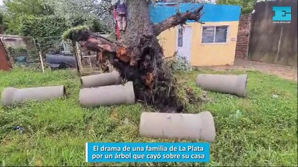El drama de una familia de La Plata por un árbol que cayó sobre su casa