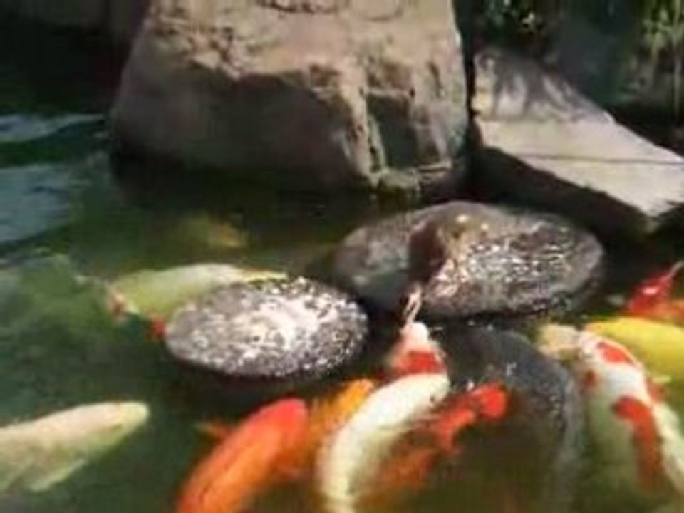 Un Caneton nourrit les carpes Koi  de son bassin