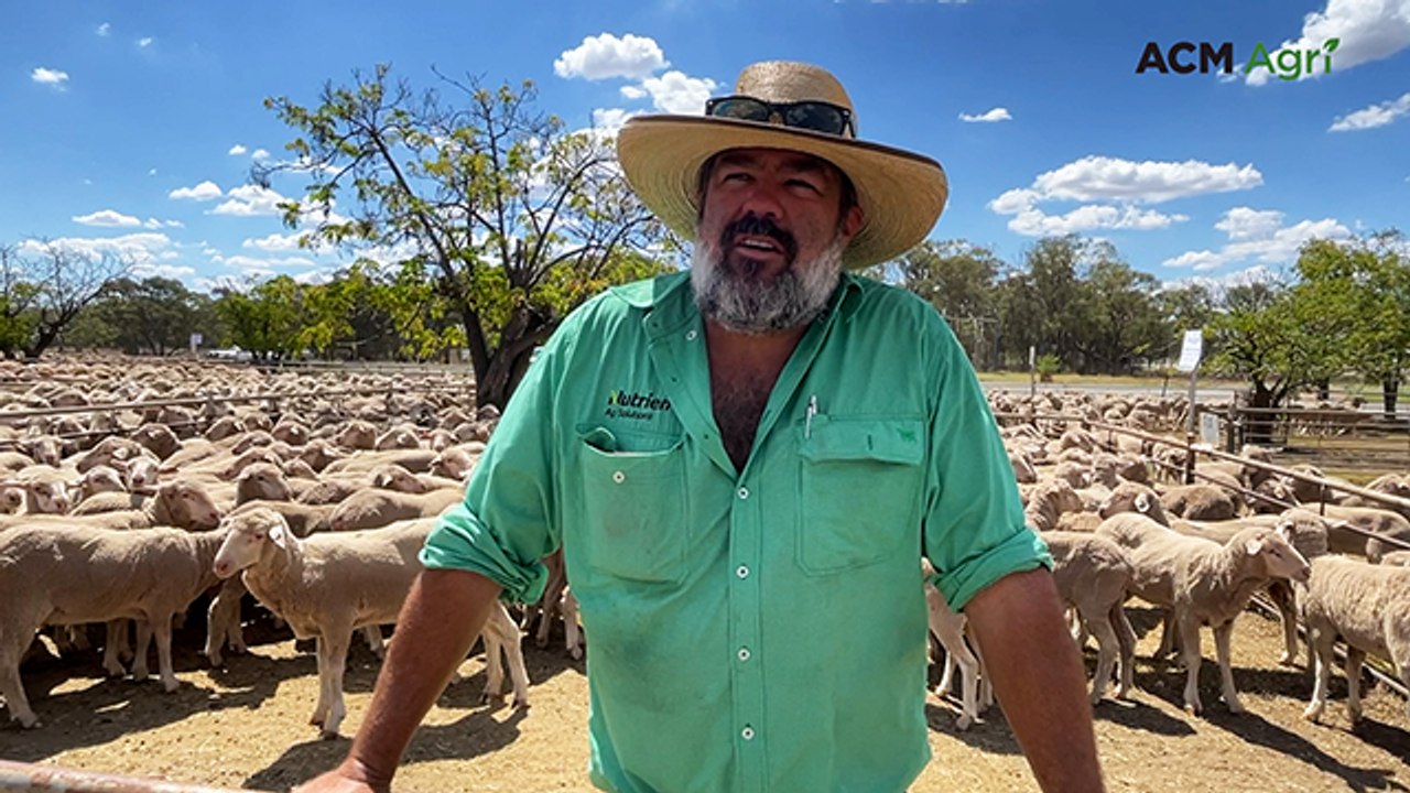 Buyers pick and choose at West Wyalong special sheep sale