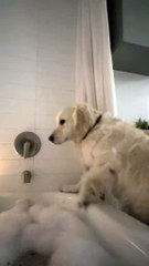 Dog Jumps Into Bathtub to Join Its Owner for Bath