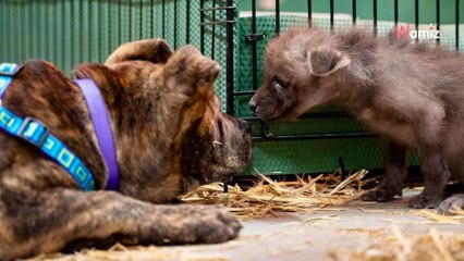 Wolf pup struggles after losing mother until zoo finds him an unlikely companion