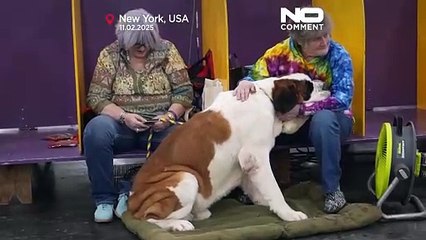 Des noms de prestige pour les chiens du Westminster Kennel Club