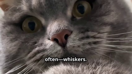 Why Do Animals Have Whiskers Anyway ? Watch Important Pet Owner Tip At The Very End !