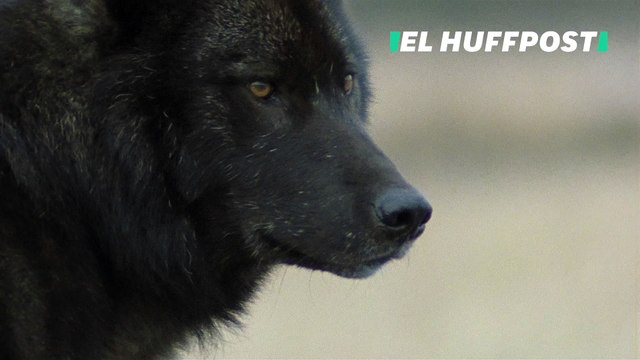 Intenta capturar unos castores y tropieza con dos lobos negros extremadamente raros