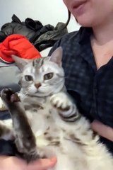 Short funny animals video 😼😼 #kitten #animals#short