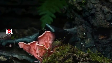 Nature : Un Voyage Spectaculaire pour Se Réconcilier avec la Terre 🌍